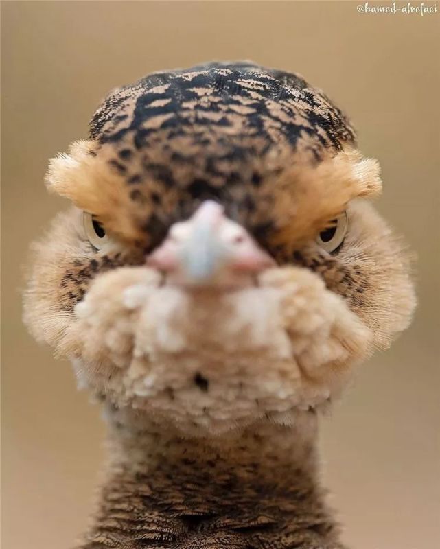 瞧瞧这张鸟脸,再看看那表情!