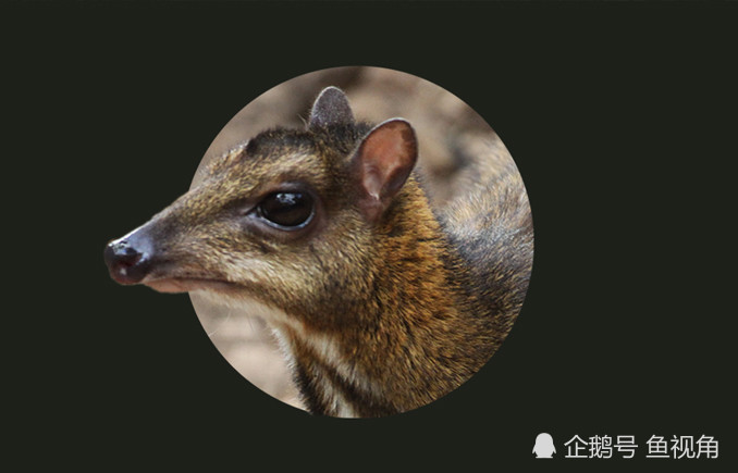 非鼠非鹿世界上最小有蹄类哺乳动物时隔30年被重新发现