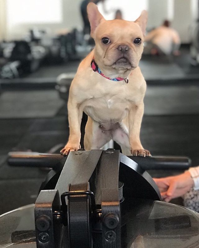 划船机也能练出公狗腰雕刻肌肉线条一个动作带动全身肌肉