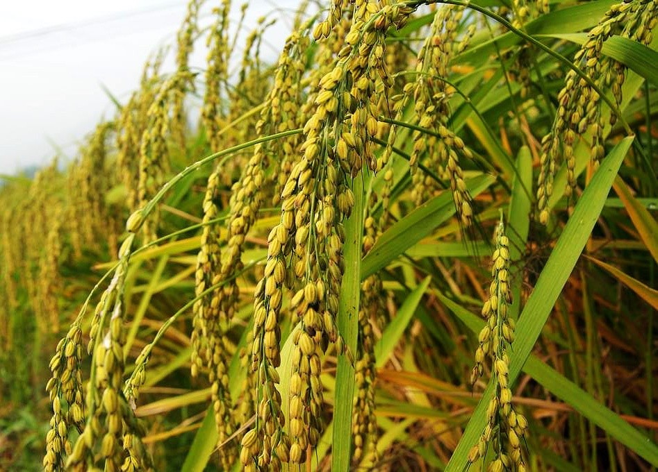 当前糯稻行情偏好,种植效益高,但明年种植糯稻需谨慎
