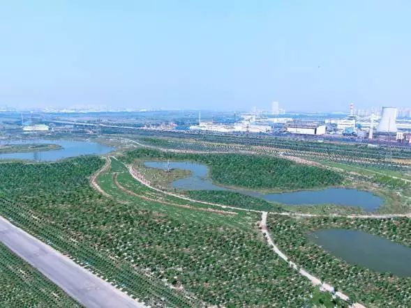 葛沽镇城市综合开发ppp项目生态防护林工程正式进入运营阶段