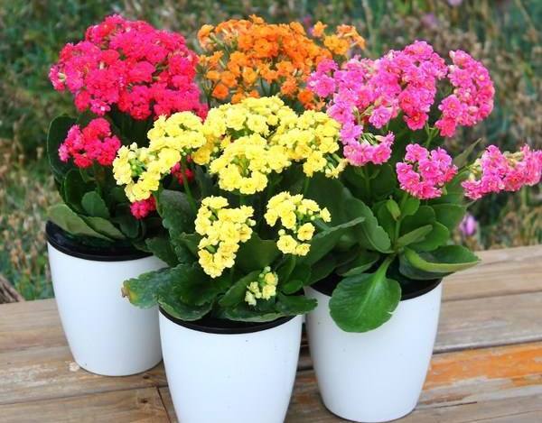 长寿花迟迟不见孕蕾 2种肥 扔盆里 花苞蹭蹭冒 开花量大 腾讯新闻