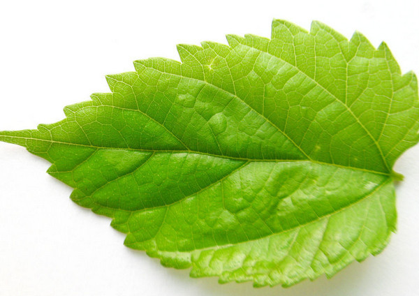 桑叶可以在治疗白发病上面有着一定的效果,可以神奇的让白发变成黑发