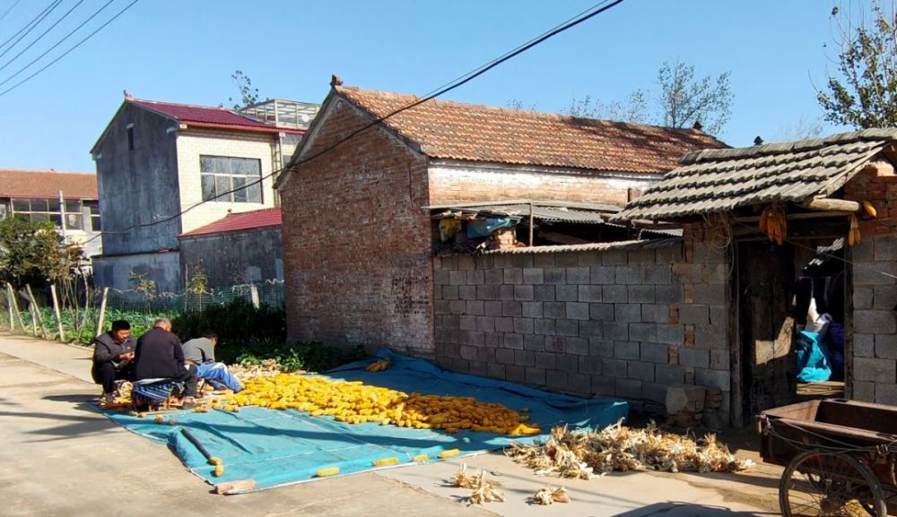 丰县师寨镇郭集村:用如此原始方式给玉米脱粒的,全县或许就此一家!