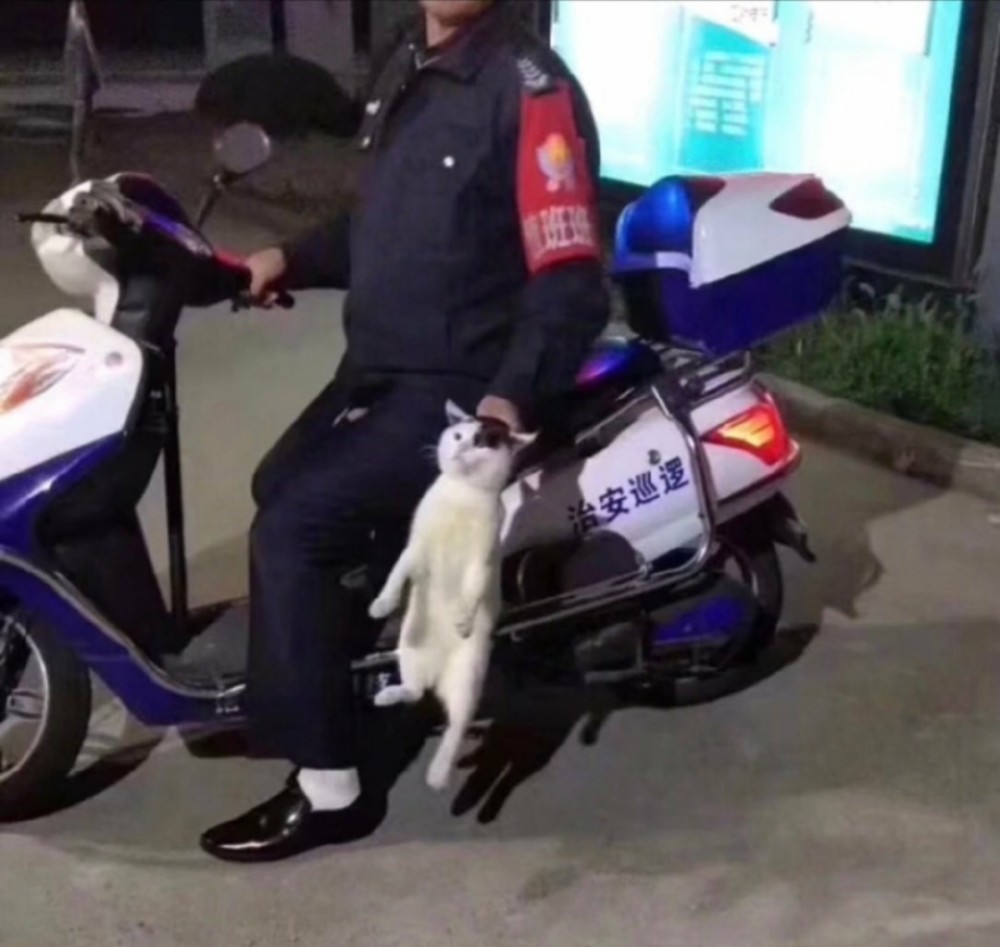 流浪猫偷外卖,被当场抓获,猫:大爷,你抓错喵了