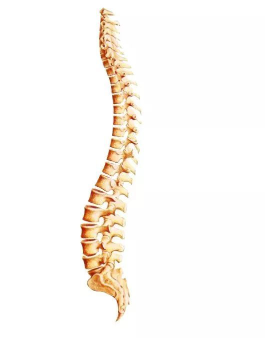 直立行走之后脊椎不得不面对这种压力,加之人类的头部重量还不小,因此