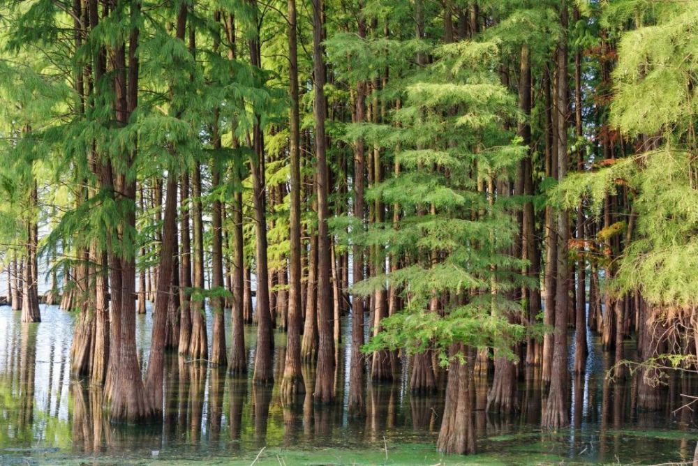 为什么银杏和水杉被称为活化石?