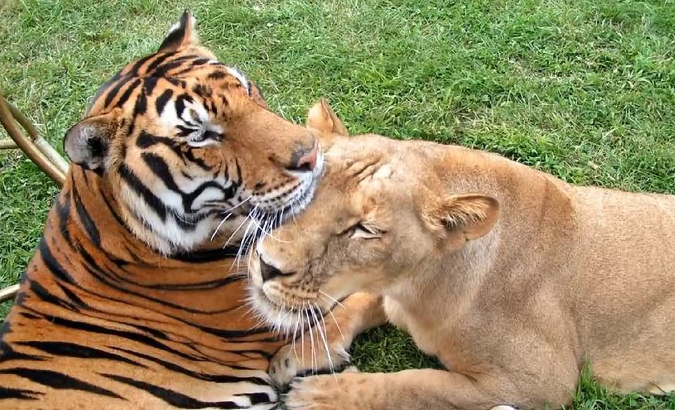 和老虎的生存区域没有交集(就算同时生活在印度的孟加拉虎和亚洲狮