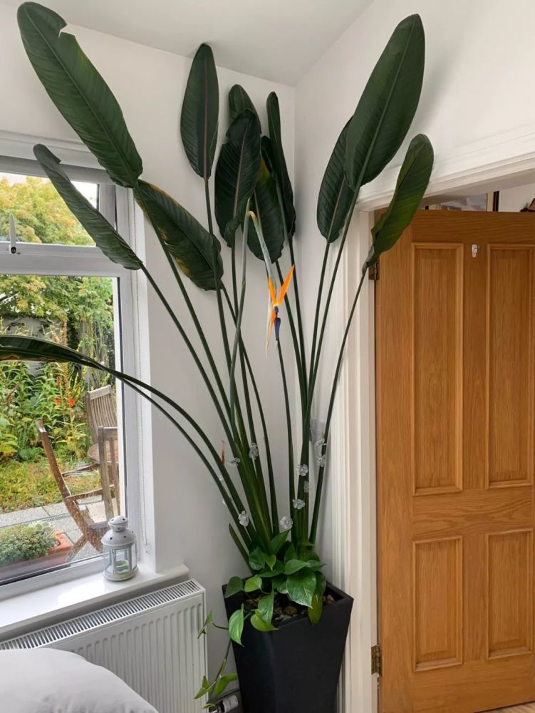 鹤望兰盆栽买回家之后 叶子老是低垂下来 这可咋整 腾讯新闻