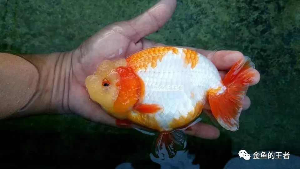 经验| 九个症状告诉你,鱼生病了,得赶紧治!