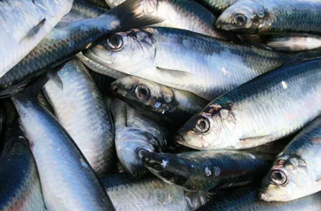 这才是打开鲱鱼罐头的正确吃法