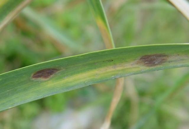 大蒜紫斑病频发 可造成叶尖扭曲 病叶折断 该如何科学防治 腾讯新闻