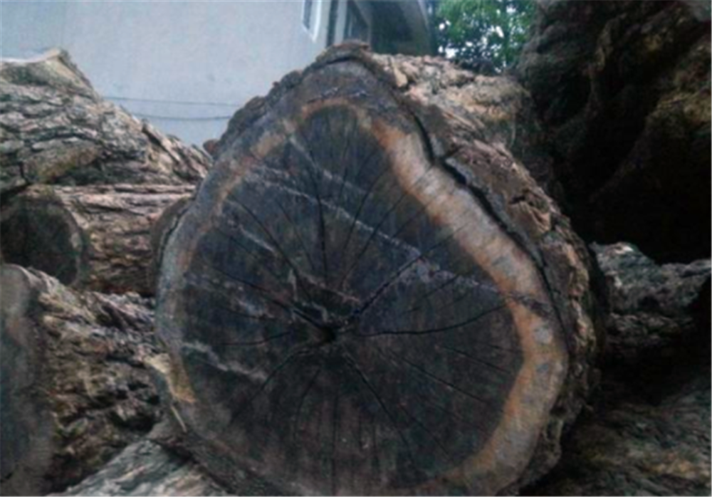 秦始皇曾寻找的昆仑神木,是否真的存在?有什么历史依据吗?