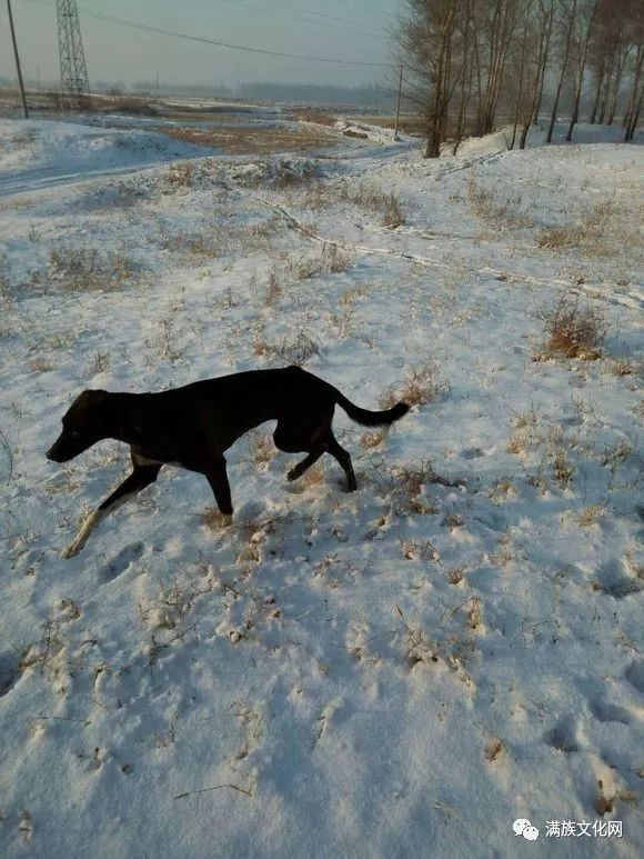 犬种介绍之满洲细犬