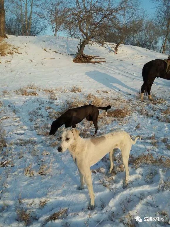犬种介绍之满洲细犬