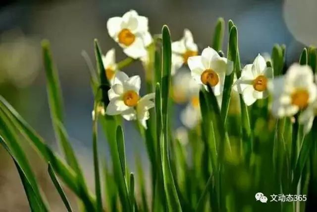 原创诗词 水仙花和蛋糕店老板 牧野 腾讯新闻