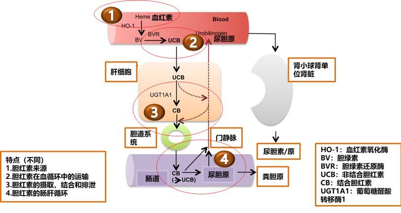 万事开头难 出生遇黄疸 杨彩云主任教你新生儿黄疸诊治 腾讯新闻