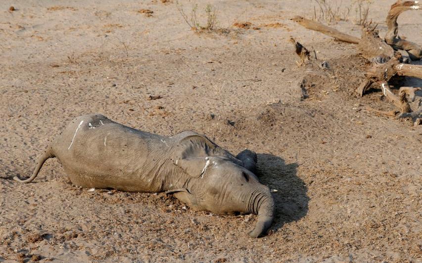 心痛:干旱致至少200只非洲大象死去,尸体躺在龟裂土地上_腾讯新闻