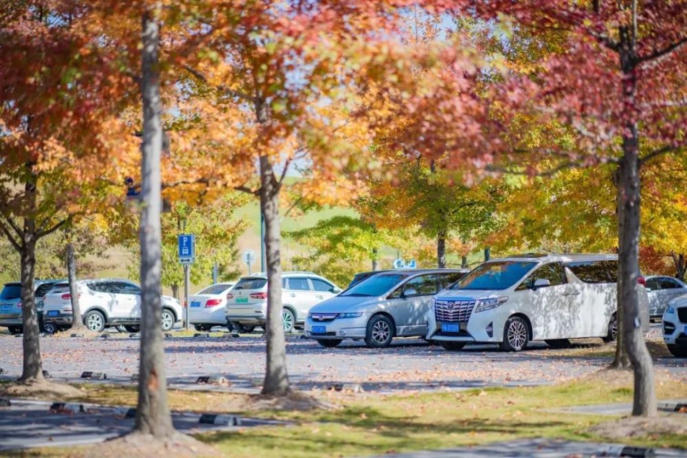 除了上海最有秋意的停车场松江这些停车场也美成风景