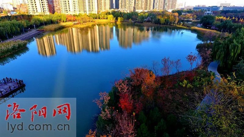 今日,初冬的清晨,陽光明媚,美麗的興洛湖公園猶如一幅幅色彩繽紛的