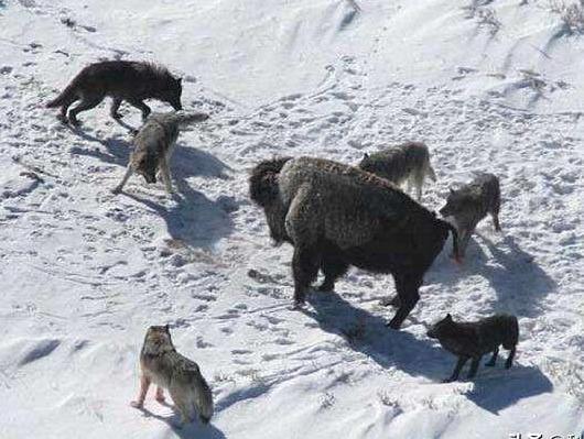 世界上最大的狼,体重如同人类,站立比人还高,人类能打过它吗