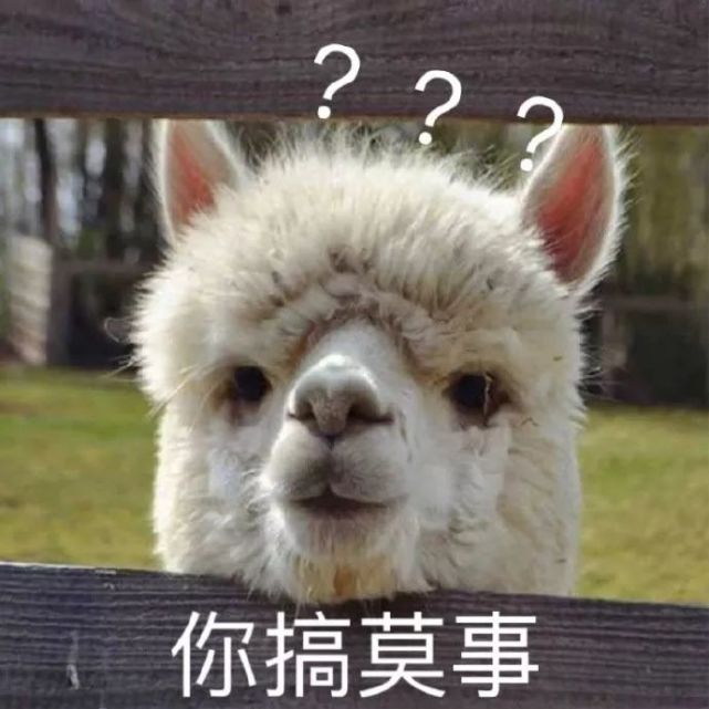 表情包做狗不好吗为什么要谈恋爱