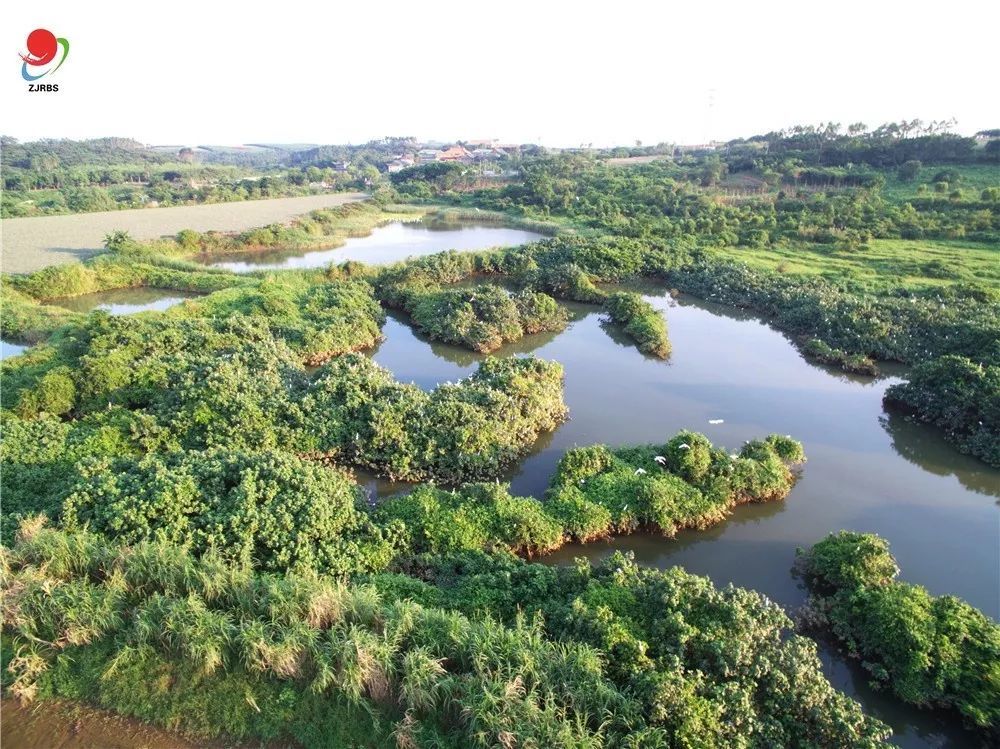 雷州九龙山红树林国家湿地公园入选广东森林特色旅游名录