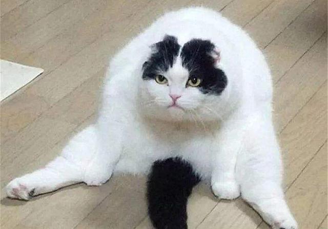 猫患动脉血栓的主因并不是肥胖，基因才是幕后真凶_腾讯新闻
