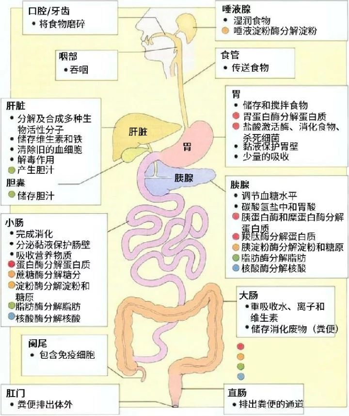 极限憋屎47天 身体会发生什么变化 体内的 屎 去哪儿了 腾讯新闻