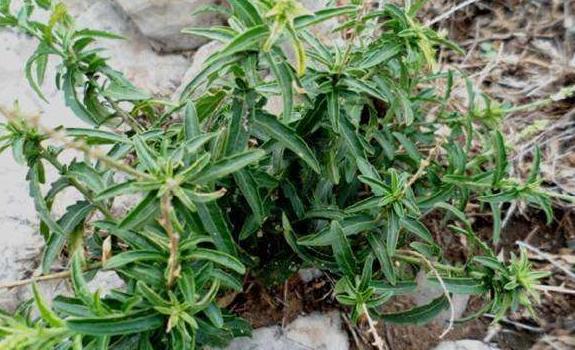 玉米地一"绿珍珠草",农民见1次拔1次,如今知是贵药材,心疼了