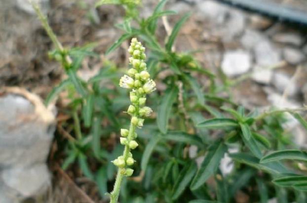 玉米地一"绿珍珠草",农民见1次拔1次,如今知是贵药材,心疼了