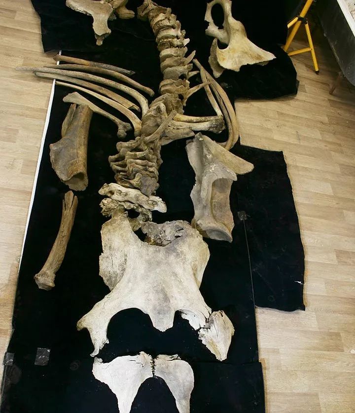 体重12吨猛犸象骨头留下人类矛尖,科学家揭示2万年前一场杀戮