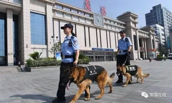 为什么同是牧羊犬 德牧成为了警犬之星 而边牧却被警队淘汰了呢 腾讯新闻