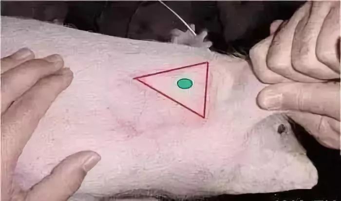 猪打针正确位置你可能一直都错了