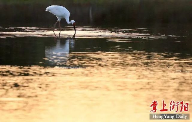 罕见!全球极危物种白鹤首次现身衡阳