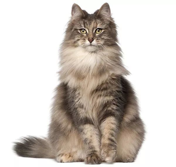北欧神话的妖精挪威森林猫 腾讯新闻