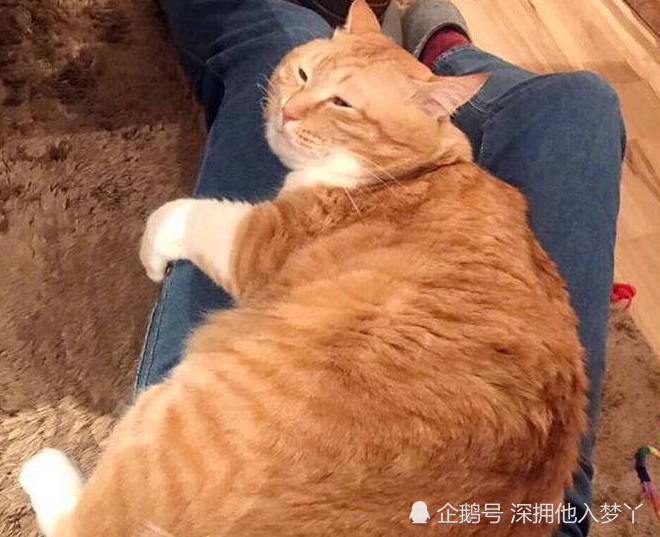 这只猫咪每天独自坐公交,连续5年风雨无阻,其原因让人很是感动