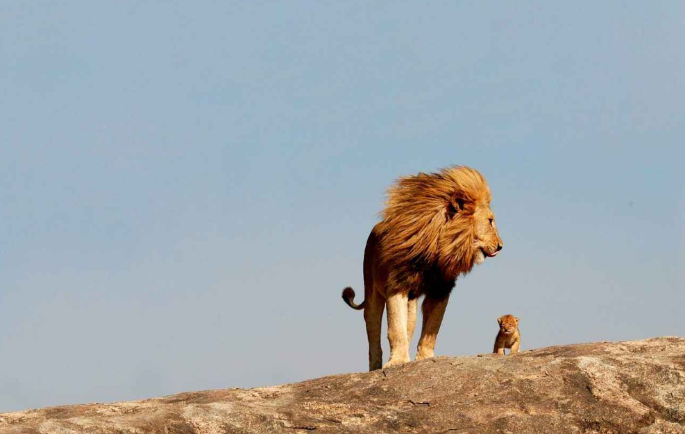 银背大猩猩和狮子相遇 打起架来谁更厉害 实力显而易见 腾讯新闻