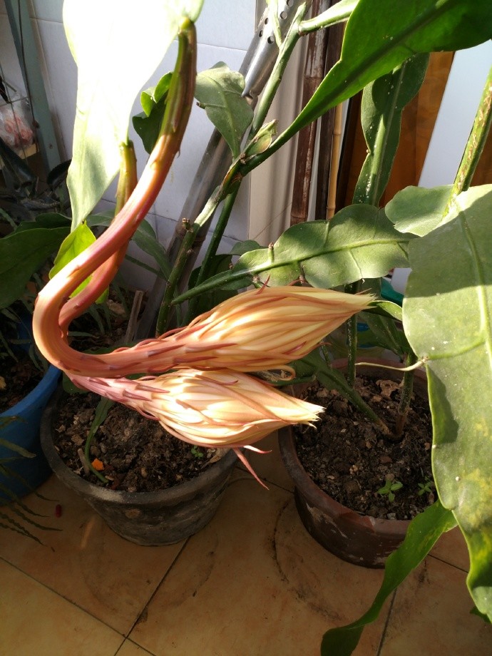 昙花花苞