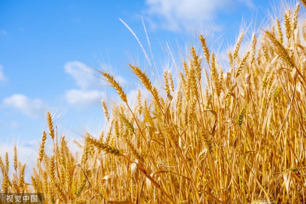 高收小麦增产套餐,有效预防小麦赤霉病