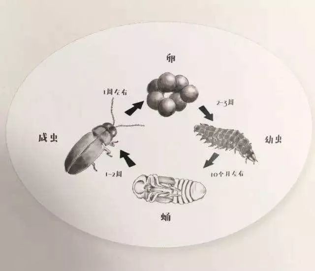 奇妙的博物馆故事系列二:萤火虫