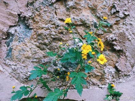 撒花撒花让你满屏都是花花 腾讯新闻