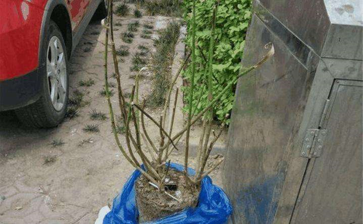 秋冬被人扔进垃圾堆的花 他捡回家这么处理 枝繁叶茂根系旺 腾讯新闻