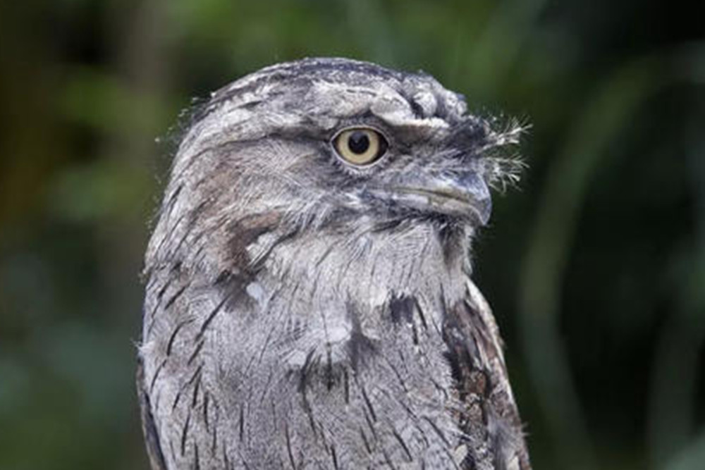 它长了一张蛤蟆嘴善于伪装从远处看像块树皮你认识它吗