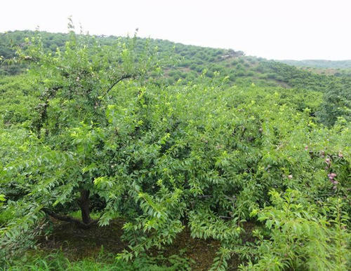 土層深厚,地勢高燥不積水的地方栽植,平地栽植要做成深溝高畦