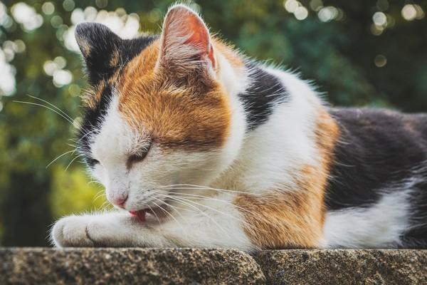 小肉猫减肥陪主人爬山，7年翻身成明星，淡定看镜头拍照_腾讯新闻