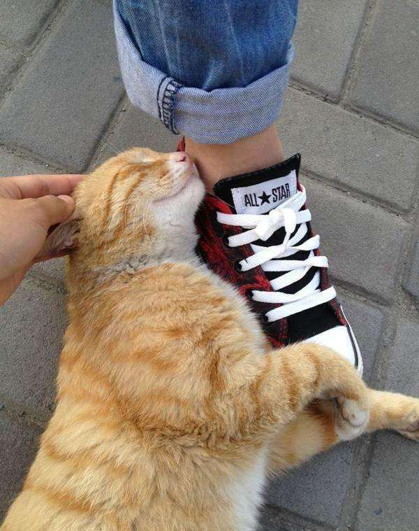 猫咪老是跑过来蹭我,是在对我撒娇吗?还有可能是身体不舒服_腾讯新闻