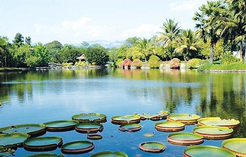 世界植物之最 最大的睡莲 寿命最短的花 纤维品质最好的植物 腾讯新闻