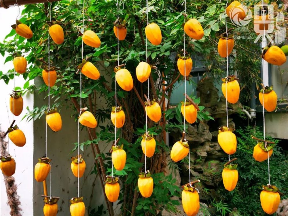 吊柿拍摄者 陈峥