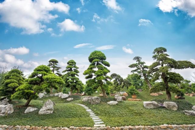 隐藏在郫都区的宝藏景点——川派盆景博览园